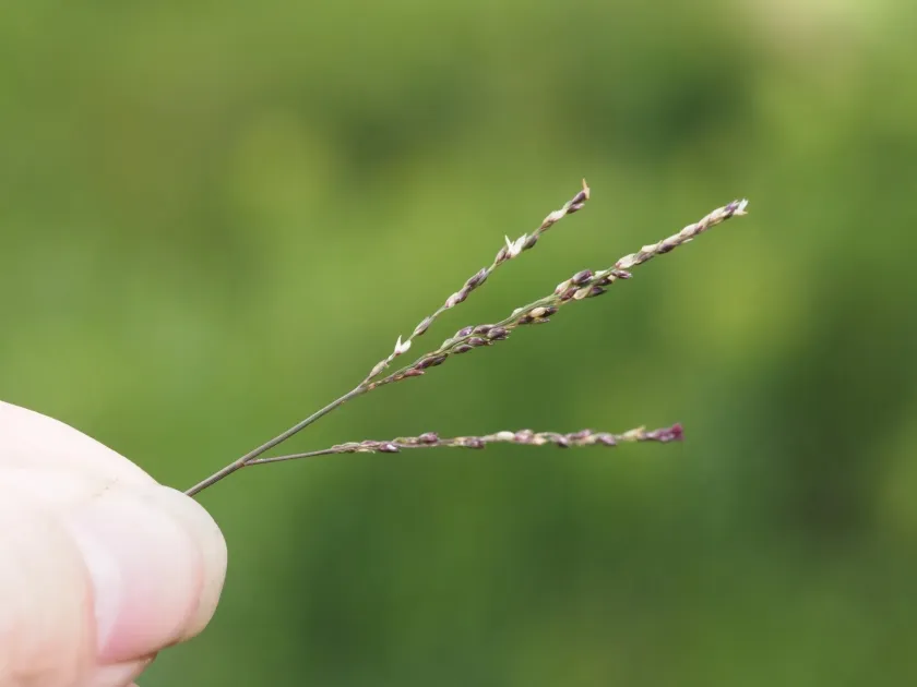 Digitaria scalarum