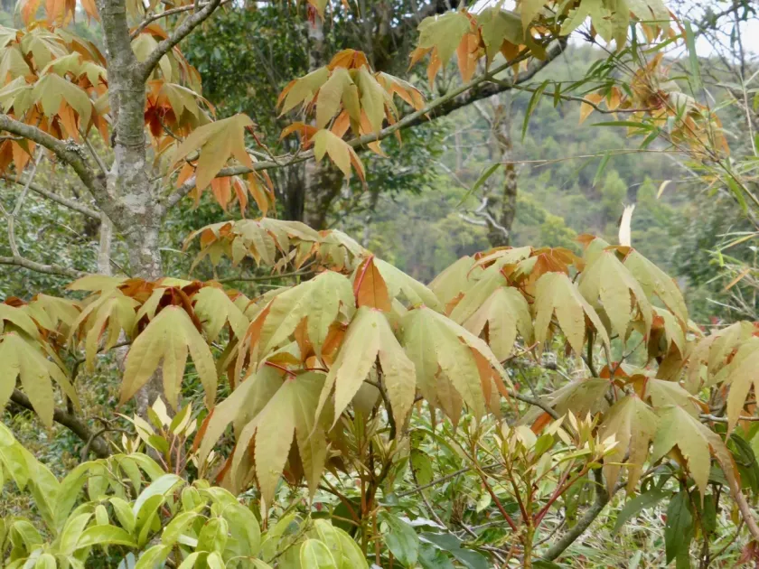 Acer tonkinense