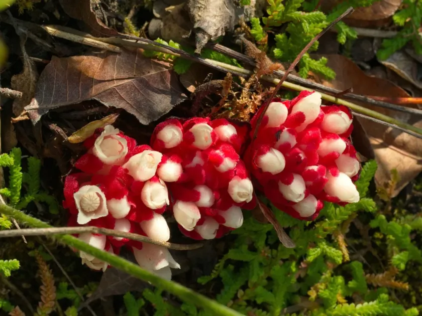 Cytinus ruber