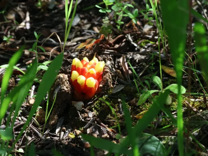 Cytinus hypocistis