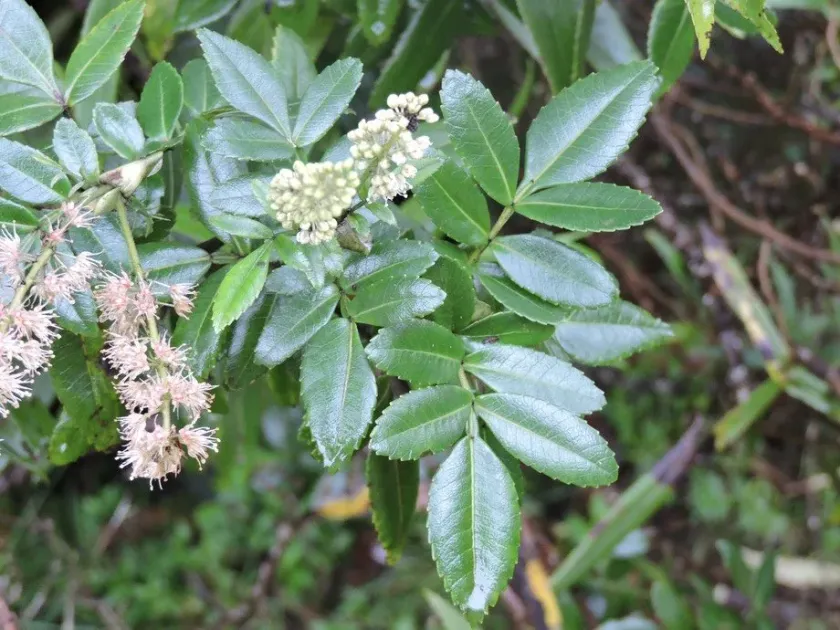 Weinmannia mauritiana