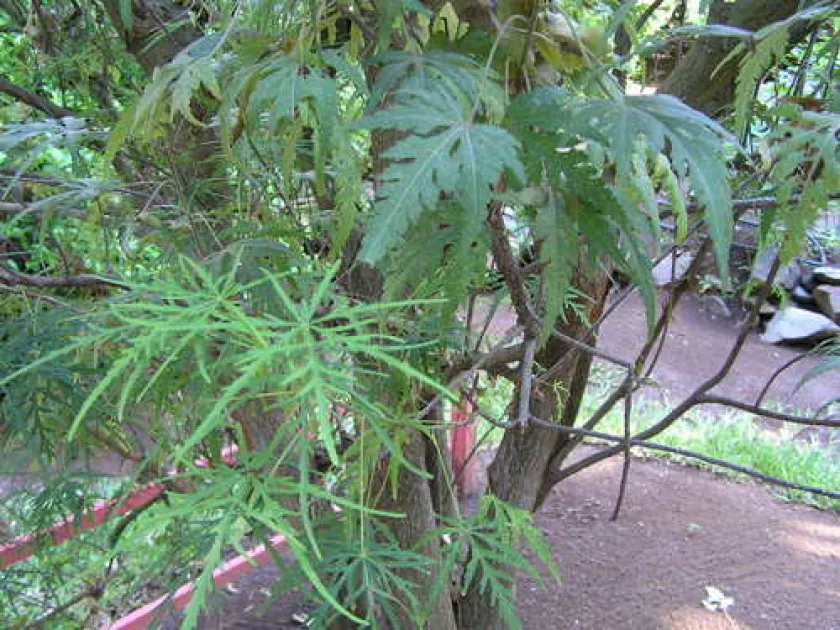 Ruizia cordata