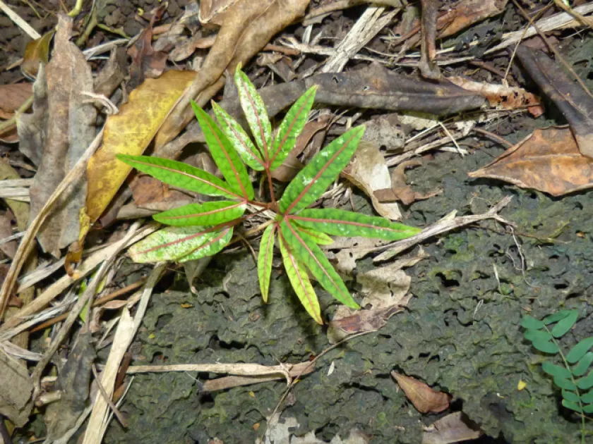 Polyscias Aemili