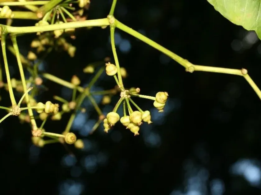 Polyscias repanda