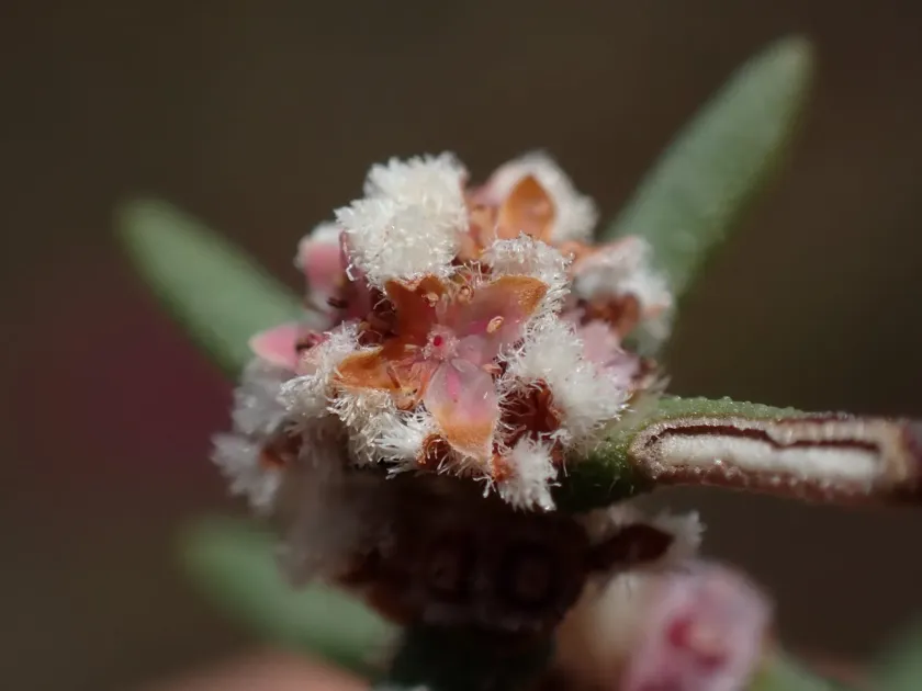 Grubbia rosmarinifolia