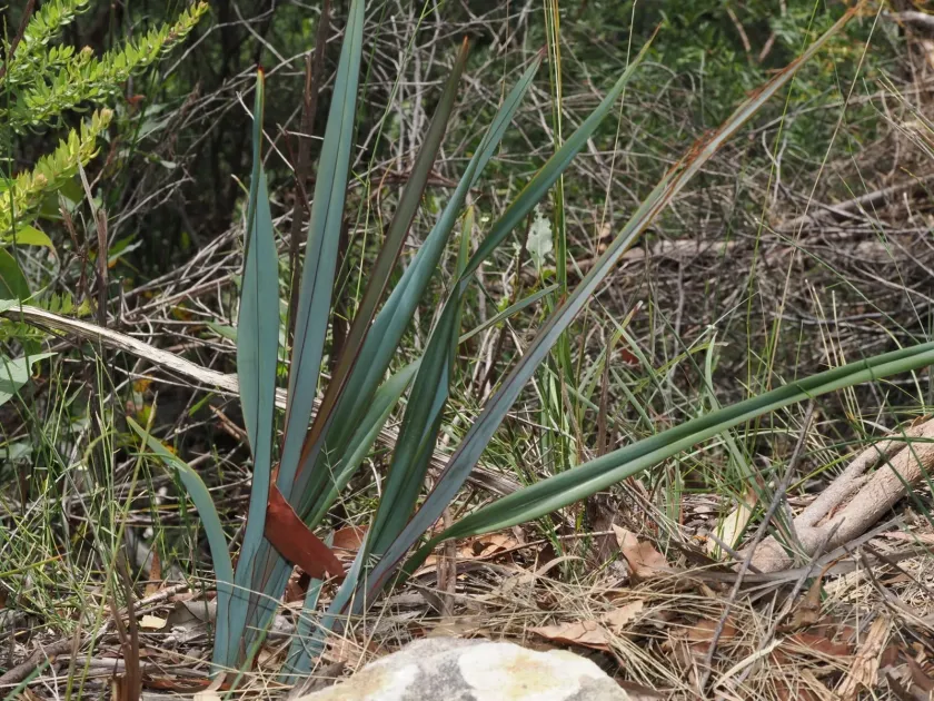 Dianella prunina