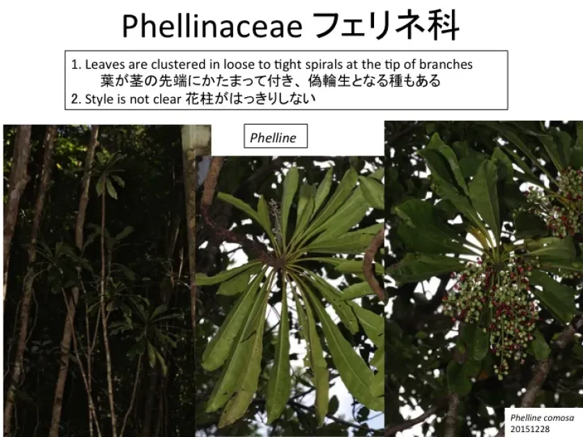 Phelline comosa