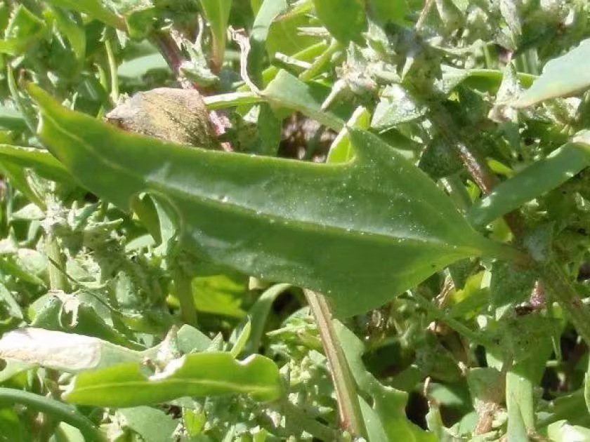 Subcordate saltbush