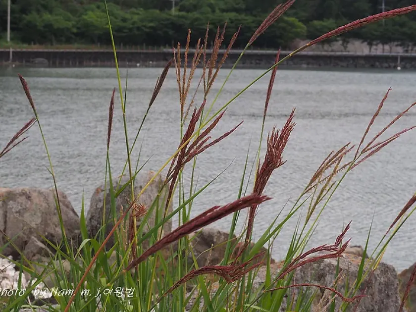 Broadleaf forest grass