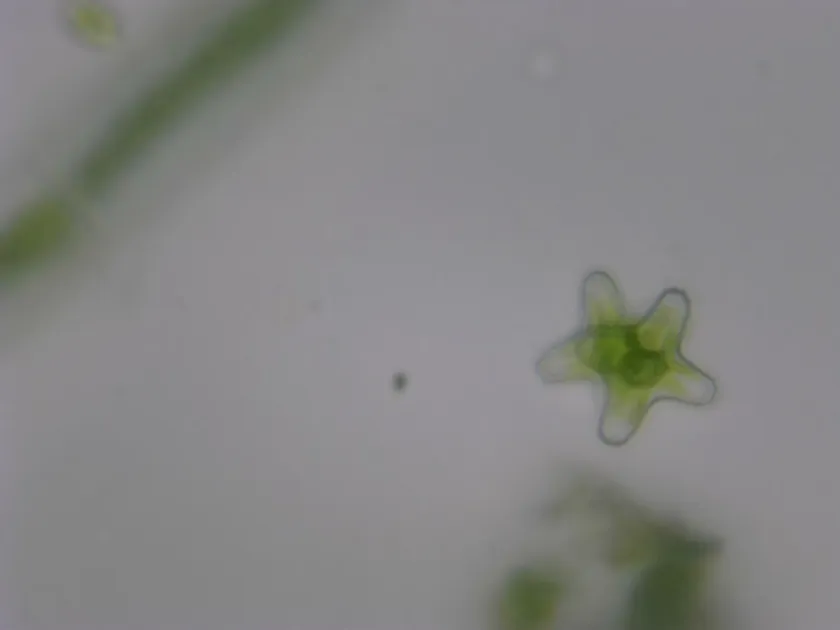 Staurastrum alternans
