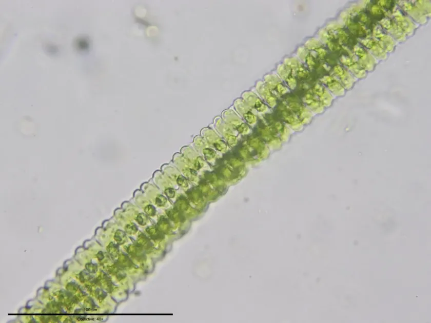 Desmidium swartzii