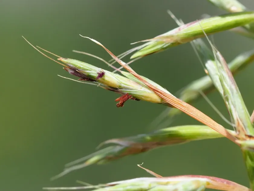 Cymbopogon tortilis
