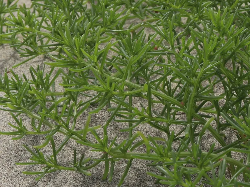 Salsola komarovii
