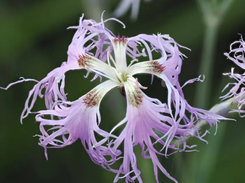 Alpine maiden pink