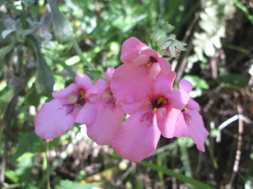 Diascia hybrid