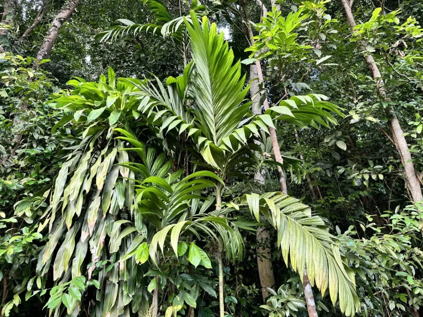Areca triandra