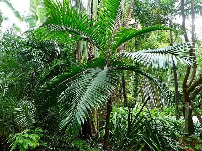 Burretiokentia vieillardii