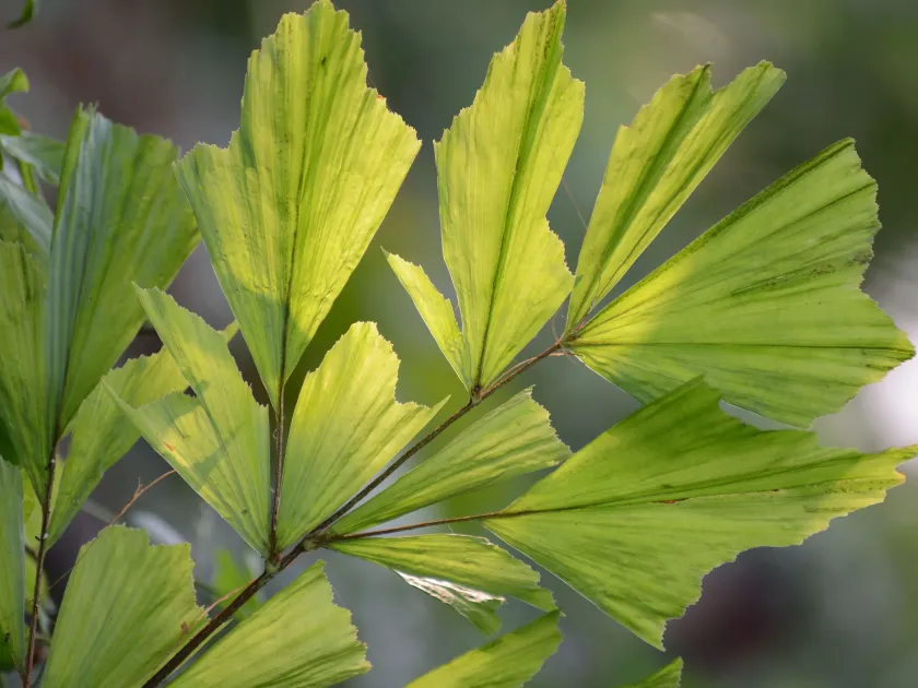 Caryota no
