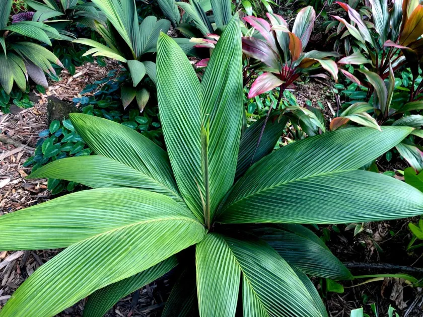 Calyptrogyne ghiesbreghtiana