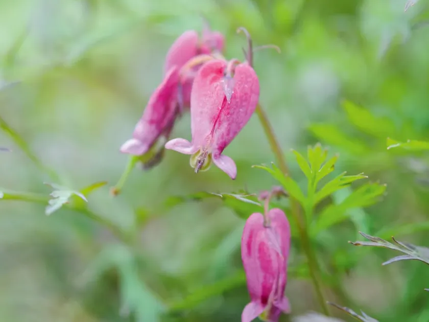Dicentra hybrid