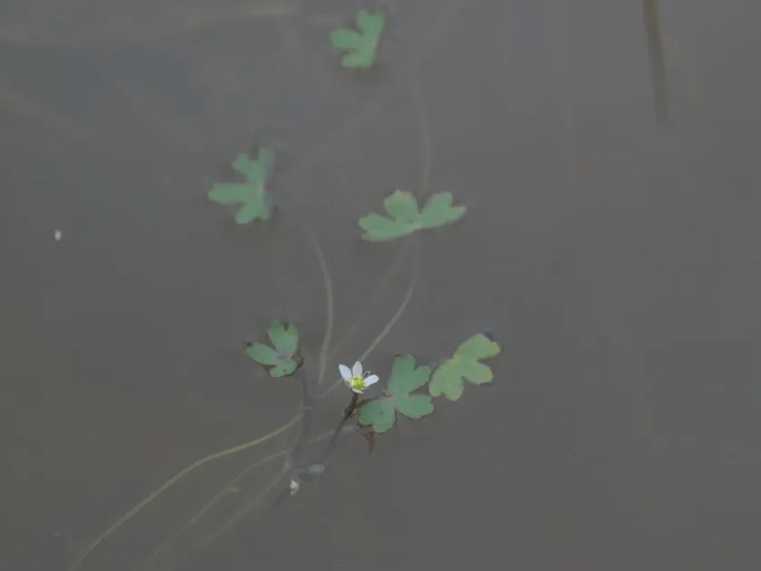 Three-lobed crowfoot