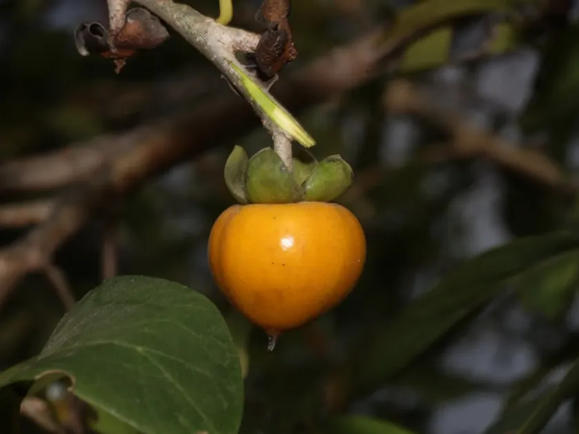 Mountain persimmon