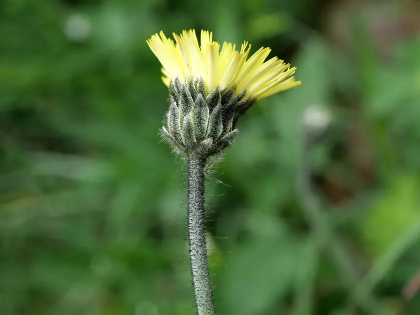 Hoppe's hawkweed