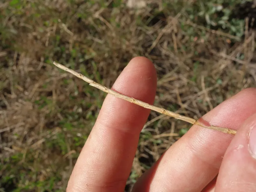 Pannonian tail-grass