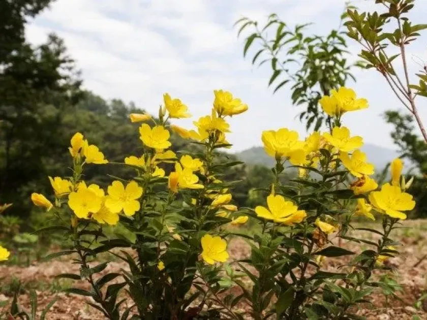 Oenothera latipetala