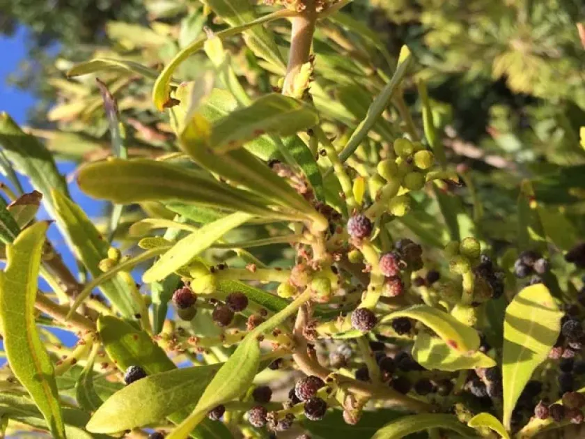 Serrated bayberry