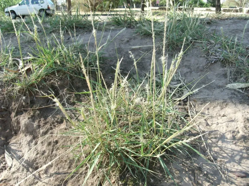 Pappophorum philippianum