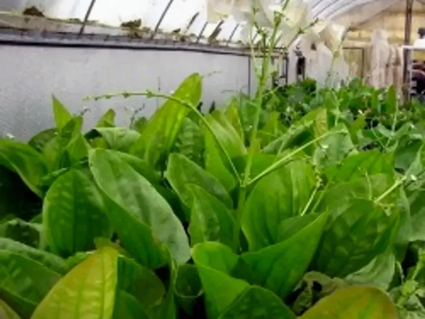 Echinodorus floribundus