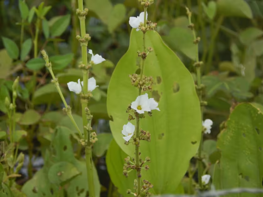 Echinodorus pubescens