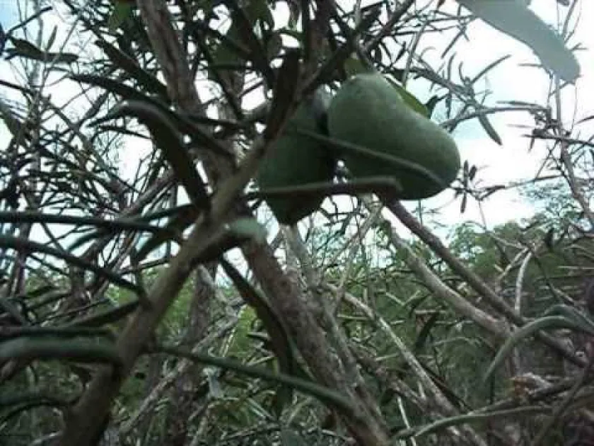 Capparis yco