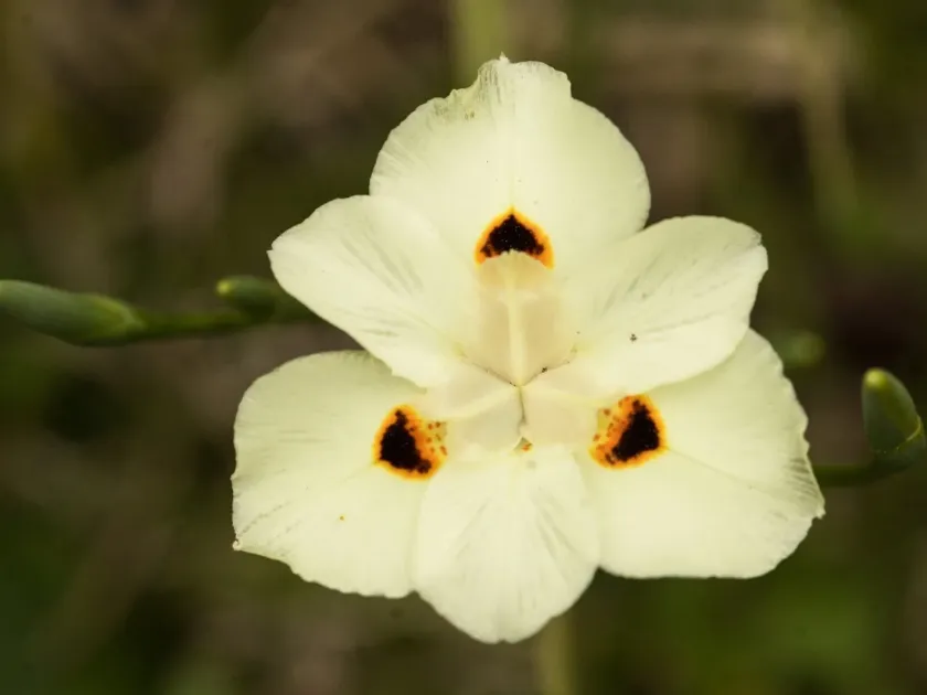 Dietes bicolor