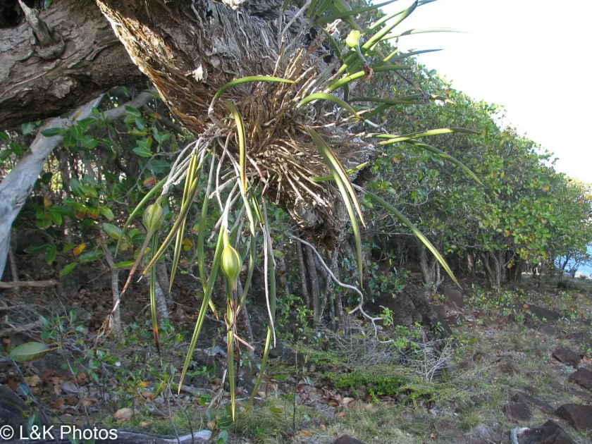 Brassavola cucullata
