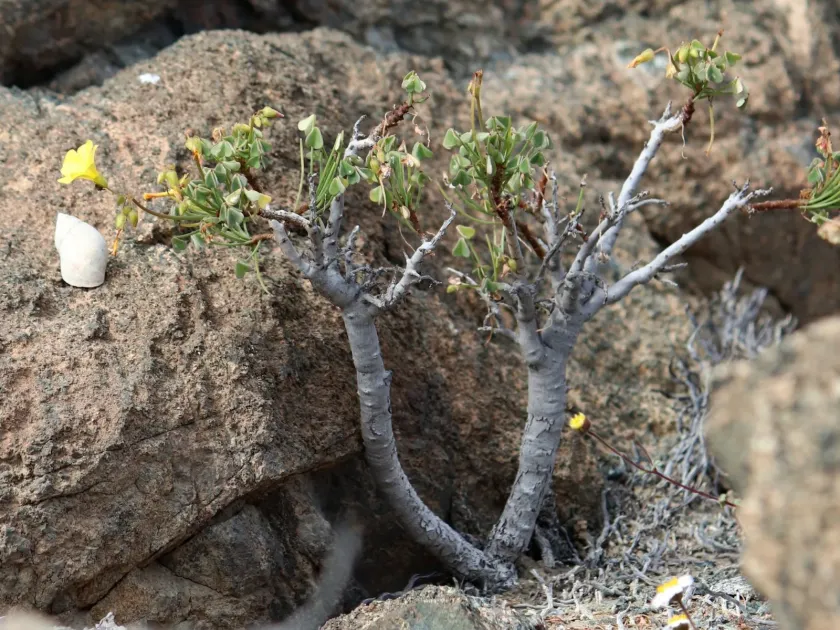 Oxalis megalorrhiza