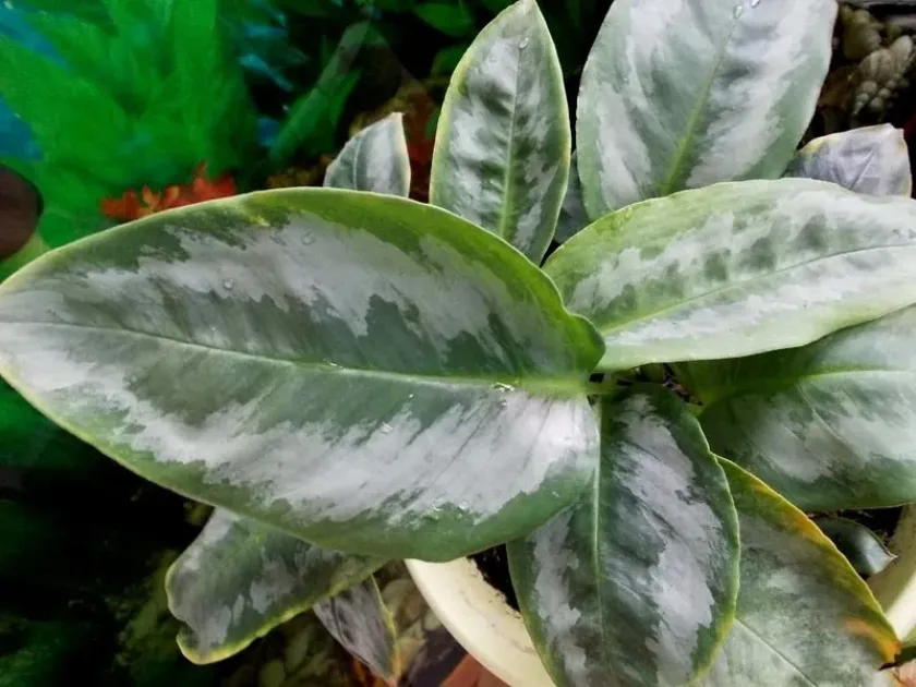 Schismatoglottis picta