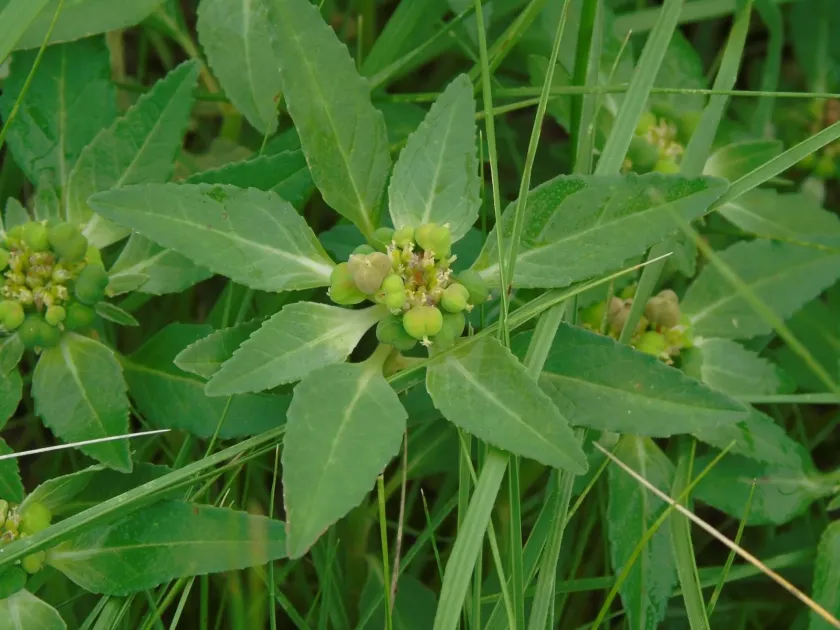 David's spurge