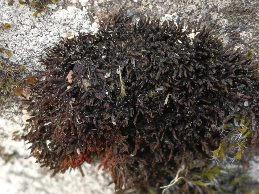Andreaea rupestris