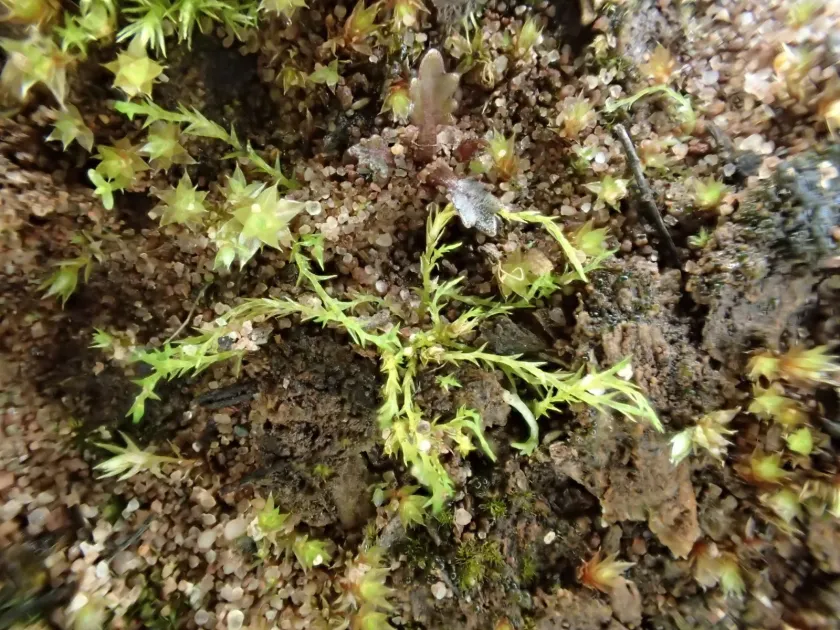 Archidium alternifolium