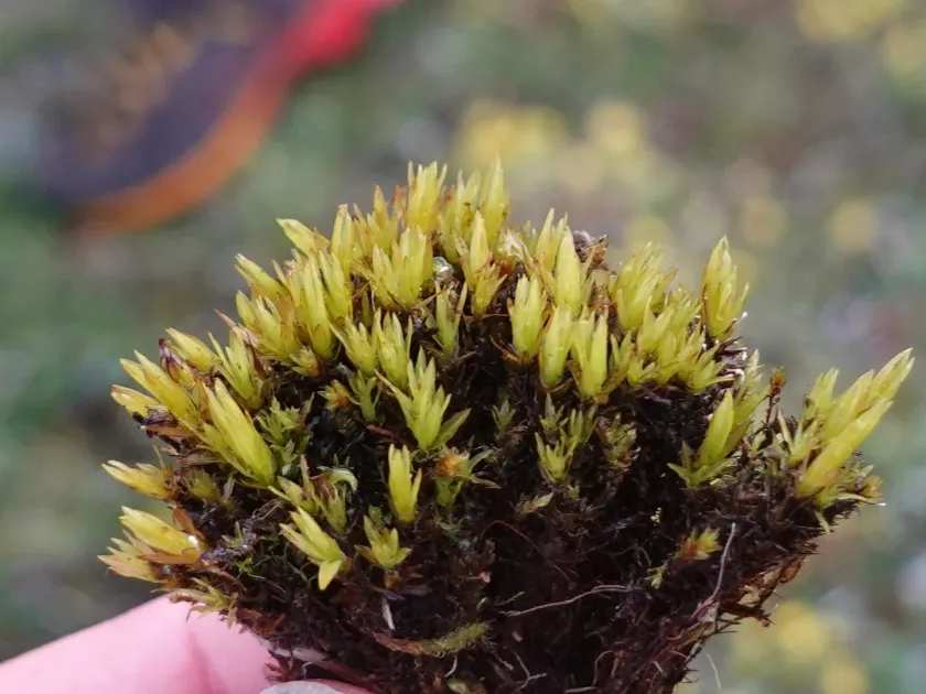 Timmia norvegica