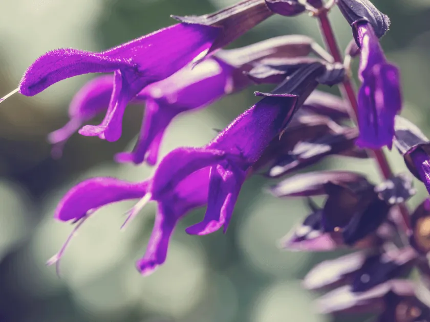 Guarani sage