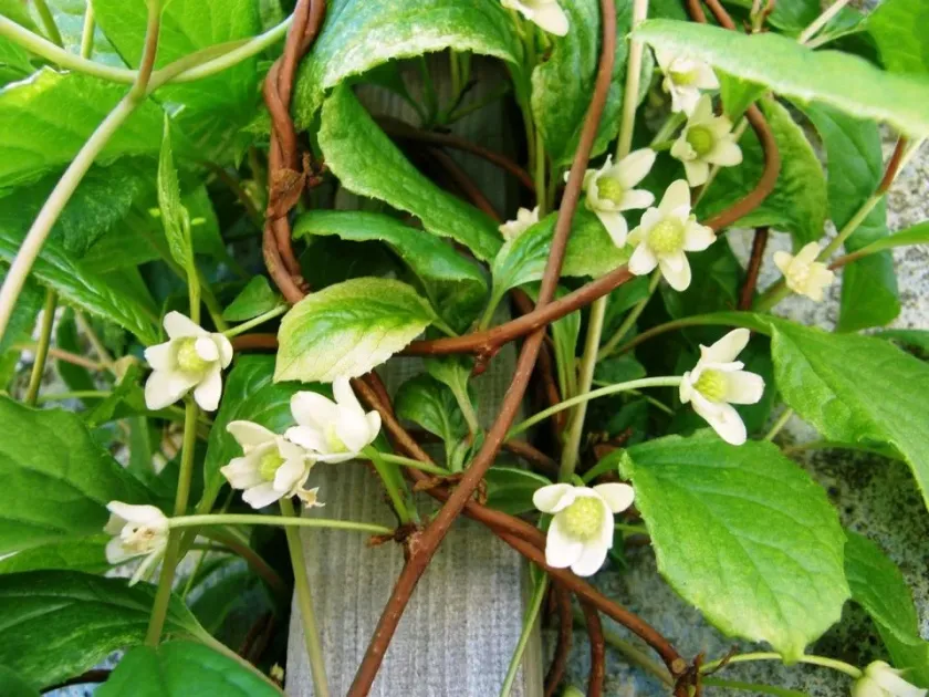 Schisandra glaucescens