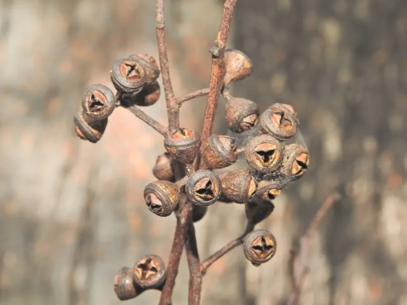 Eucalyptus longirostrata