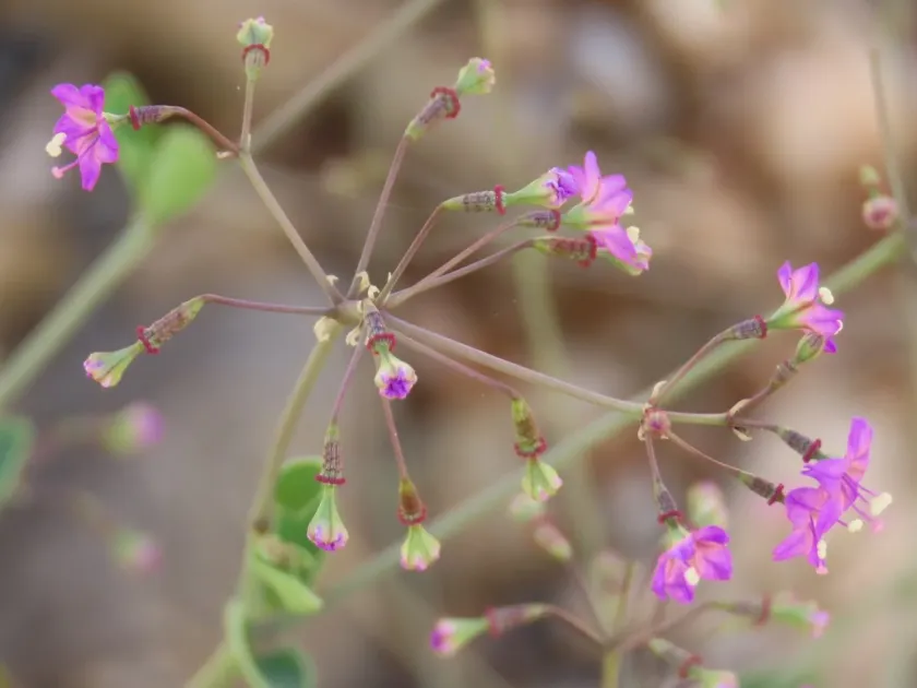 False Boerhavia