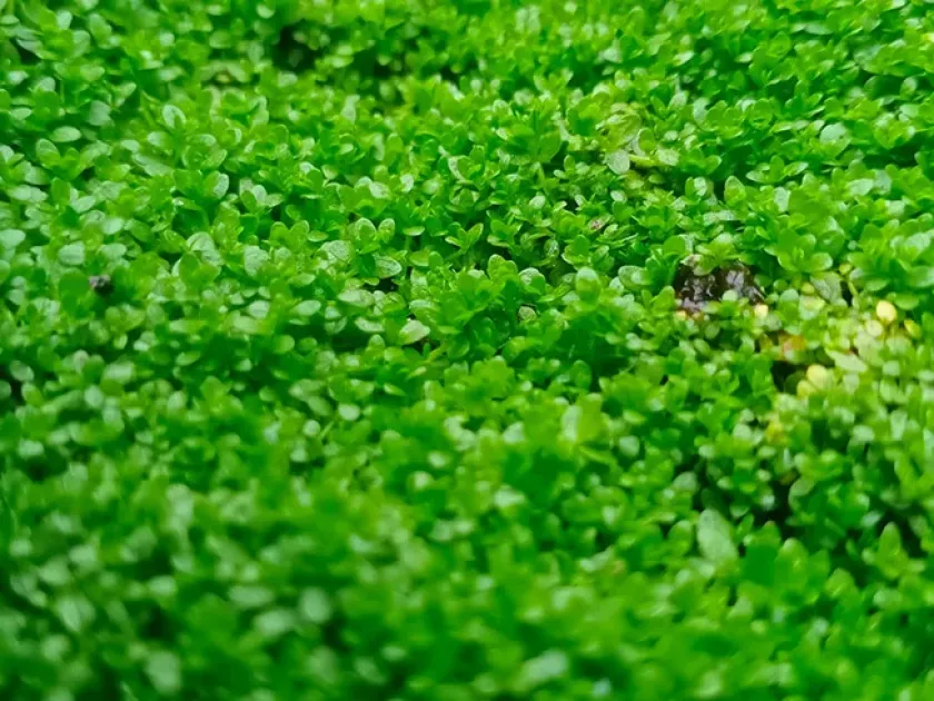Hemianthus callitrichoides