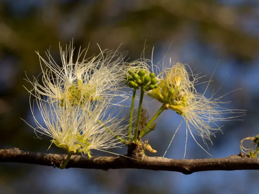 Albizia anthelminthica