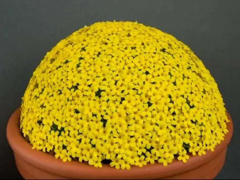 Dionysia aretioides