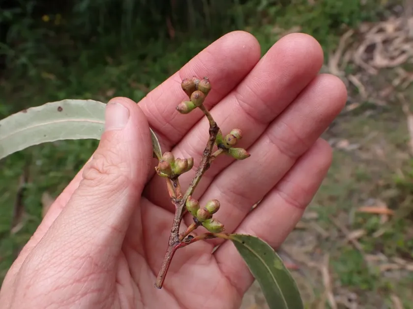 Eucalyptus denticulata